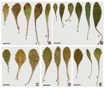 Morphology, anatomy, palynology and achene micromorphology of Bellis L. (Asteraceae) species from Turkey