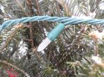Tree Pest Alert - January 18-25, 2023