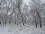 Tree Pest Alert - January 18-25, 2023