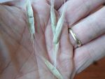 Tree Pest Alert - January 18-25, 2023