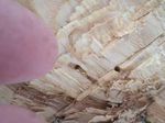 Tree Pest Alert - January 18-25, 2023