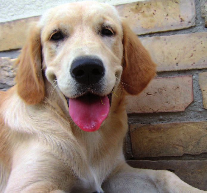 Association Of Dogs Cats Homes Association Of Dogs Cats Homes