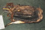 Cataloguing the Lubango Bird Skin Collection: towards an atlas of Angolan bird distributions