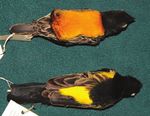 Cataloguing the Lubango Bird Skin Collection: towards an atlas of Angolan bird distributions