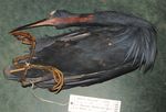 Cataloguing the Lubango Bird Skin Collection: towards an atlas of Angolan bird distributions
