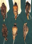Cataloguing the Lubango Bird Skin Collection: towards an atlas of Angolan bird distributions