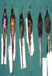 Cataloguing the Lubango Bird Skin Collection: towards an atlas of Angolan bird distributions