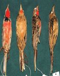 Cataloguing the Lubango Bird Skin Collection: towards an atlas of Angolan bird distributions