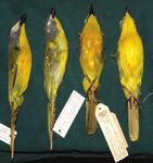 Cataloguing the Lubango Bird Skin Collection: towards an atlas of Angolan bird distributions