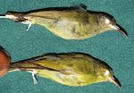 Cataloguing the Lubango Bird Skin Collection: towards an atlas of Angolan bird distributions