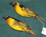 Cataloguing the Lubango Bird Skin Collection: towards an atlas of Angolan bird distributions