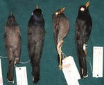 Cataloguing the Lubango Bird Skin Collection: towards an atlas of Angolan bird distributions