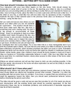 KITTENS - GETTING OFF TO A GOOD START - Beaver Brook Animal Hospital