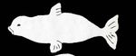 The Beluga News Increasing our knowledge of Churchill's Beluga population - Oceans North
