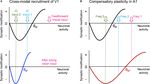 Cortical and Subcortical Circuits for Cross-Modal Plasticity Induced by Loss of Vision