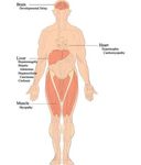 Basics - Ketotic GSDs (type 0, III, VI and IX) - Revised August 2018 - basics 2018