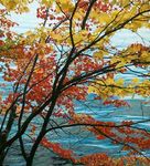 Avoided Deforestation - A CLIMATE MITIGATION OPPORTUNITY IN NEW ENGLAND AND NEW YORK - The Nature Conservancy