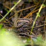Avoided Deforestation - A CLIMATE MITIGATION OPPORTUNITY IN NEW ENGLAND AND NEW YORK - The Nature Conservancy