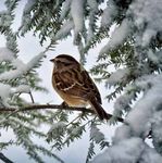 Avoided Deforestation - A CLIMATE MITIGATION OPPORTUNITY IN NEW ENGLAND AND NEW YORK - The Nature Conservancy