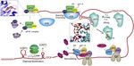 Review How RNA-Binding Proteins Interact with RNA: Molecules and Mechanisms - Yeo Lab