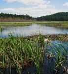 SPECIALTY SEAFOOD - a variety of responsibly sourced seafood to delight your patrons