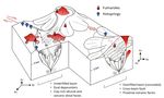 Assessing the role of pull-apart basins for high-temperature geothermal resources in transcurrent tectonic setting: Sumatra and California ...