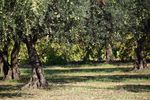 OLIVE GROWING - CIHEAM'S CONTRIBUTION - Sharing Knowledge, Feeding the Future