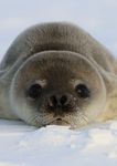 Aotearoa New Zealand Antarctic and Southern Ocean Research Directions and Priorities - Draft for public consultation