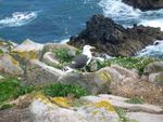 Institute of Biology of Ireland visits the Great Saltee Island, Co. Wexford