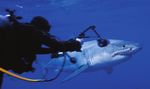 Great White SharkS of iSla Guadalupe, Mexico - Big Animals ...