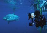 Great White SharkS of iSla Guadalupe, Mexico - Big Animals ...