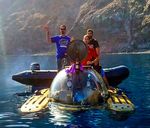 Great White SharkS of iSla Guadalupe, Mexico - Big Animals ...