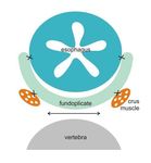 World Journal of Surgery and Surgical Research - World Journal of Surgery and Surgical ...