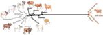 The Origin of Indonesian Cattle and Conservation Genetics of the Bali Cattle Breed
