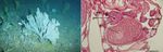 AMID S Research Highlights - Managing Impacts of Deep Sea Resource Exploitation - MIDAS | Managing Impacts Of Deep Sea Resource ...