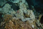 AMID S Research Highlights - Managing Impacts of Deep Sea Resource Exploitation - MIDAS | Managing Impacts Of Deep Sea Resource ...