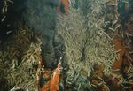 AMID S Research Highlights - Managing Impacts of Deep Sea Resource Exploitation - MIDAS | Managing Impacts Of Deep Sea Resource ...