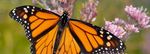 Recovering the Western Monarch Butterfly Population