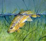 2021-22 Fishing Code Tasmanian Inland - The essential pocket guide - Inland Fisheries ...