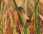 Photospot: First photographs of Aquatic Warbler Acrocephalus paludicola in the field from Africa and a request for observations