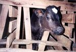 THE DOMINATING TREND: HEALTH & PLANT-BASED EATING - Food ...