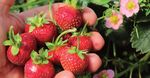 Young plants 2021 Primeberry (3) Autumn Chef (3) - Lubera Edibles