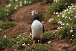 Skomer Island Puffin Factsheet - The Wildlife Trust of South and West ...