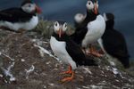 Skomer Island Puffin Factsheet - The Wildlife Trust of South and West ...