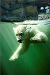 Polar Bear Exhibit at Yukon Bay Theme World | Hannover Adventure Zoo
