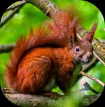 Red Squirrel Games and Activities for Children (Big and Small!) - Trees for Life