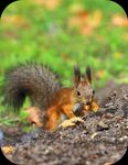 Red Squirrel Games and Activities for Children (Big and Small!) - Trees for Life