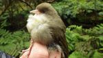 Kiwikiu news - Maui Forest Bird Recovery Project