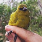 Kiwikiu news - Maui Forest Bird Recovery Project