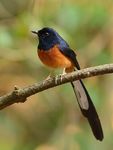 Kiwikiu news - Maui Forest Bird Recovery Project